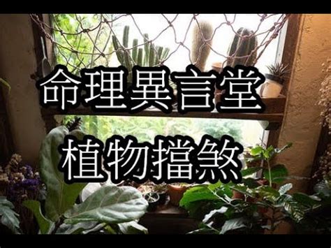 路沖擋煞植物